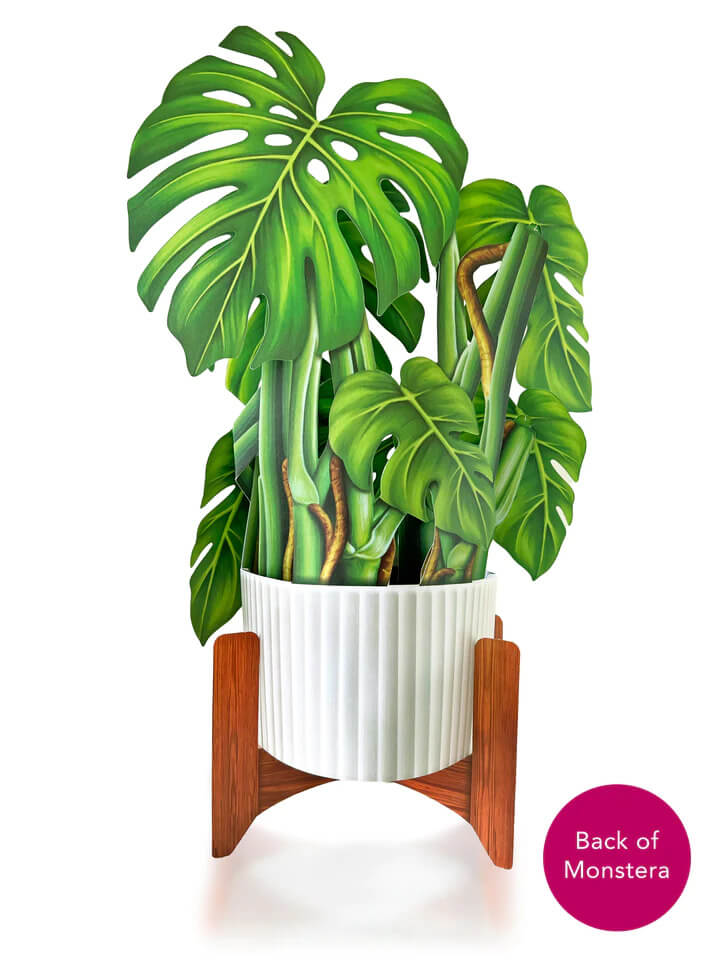 Monstera Pop-up Card - Mildred Hoit